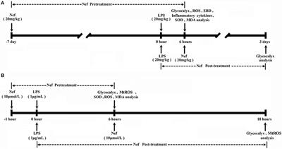 Neferine Protects Endothelial Glycocalyx via Mitochondrial ROS in Lipopolysaccharide-Induced Acute Respiratory Distress Syndrome